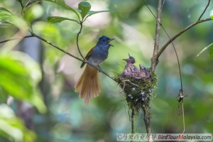 asian-paradise-flycatcher-14-bird-tour-malaysia-borneo