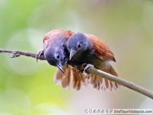 Malaysia Birding Tour