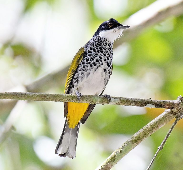 Scaly Breasted Bulbul 1 Bird Tour Malaysia Borneo | EndemicGuides