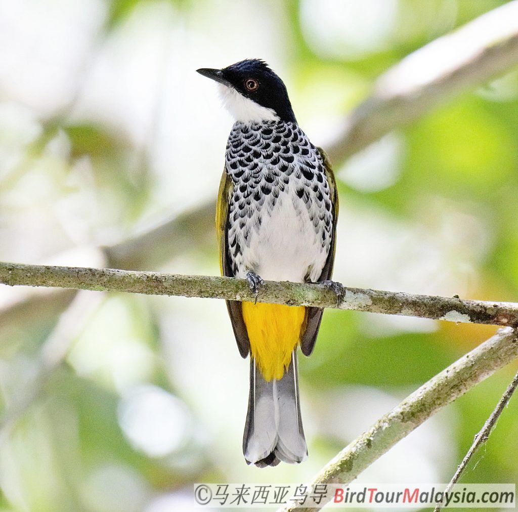 Scaly Breasted Bulbul 2 Bird Tour Malaysia Borneo | EndemicGuides