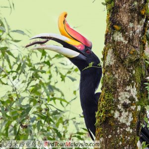 Rhino-Hornbill-Bird-Tour-Malaysia-Borneo | EndemicGuides